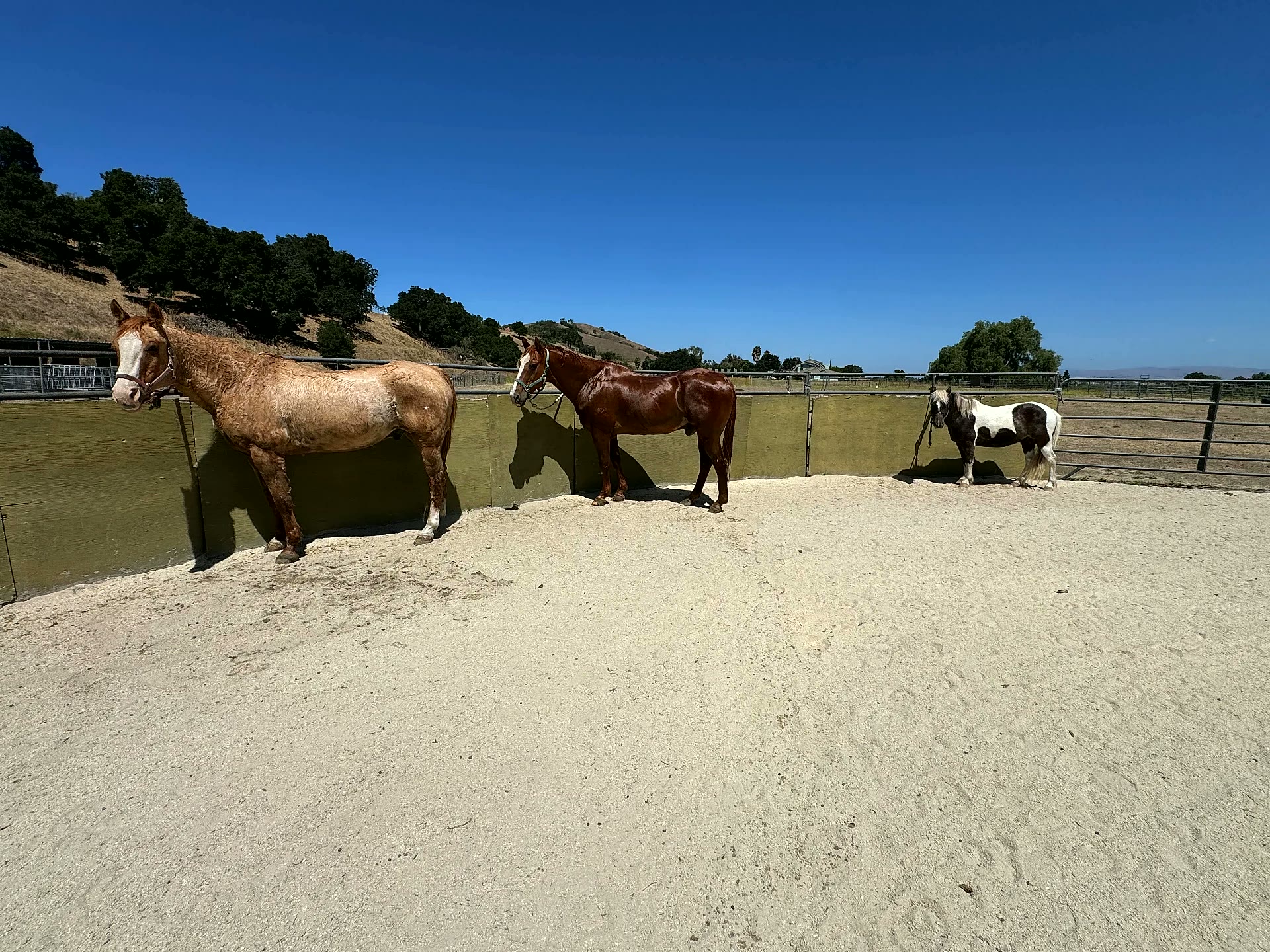 Three horses resting along the shade wall of the turnout pen