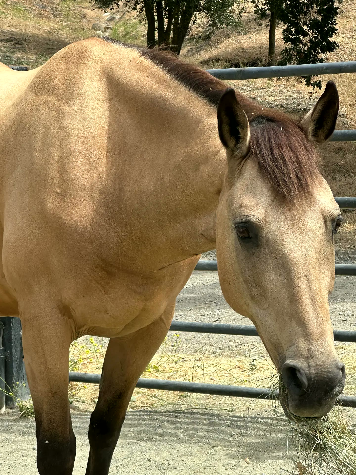 Buckskin horse eating hay by the pasture gate