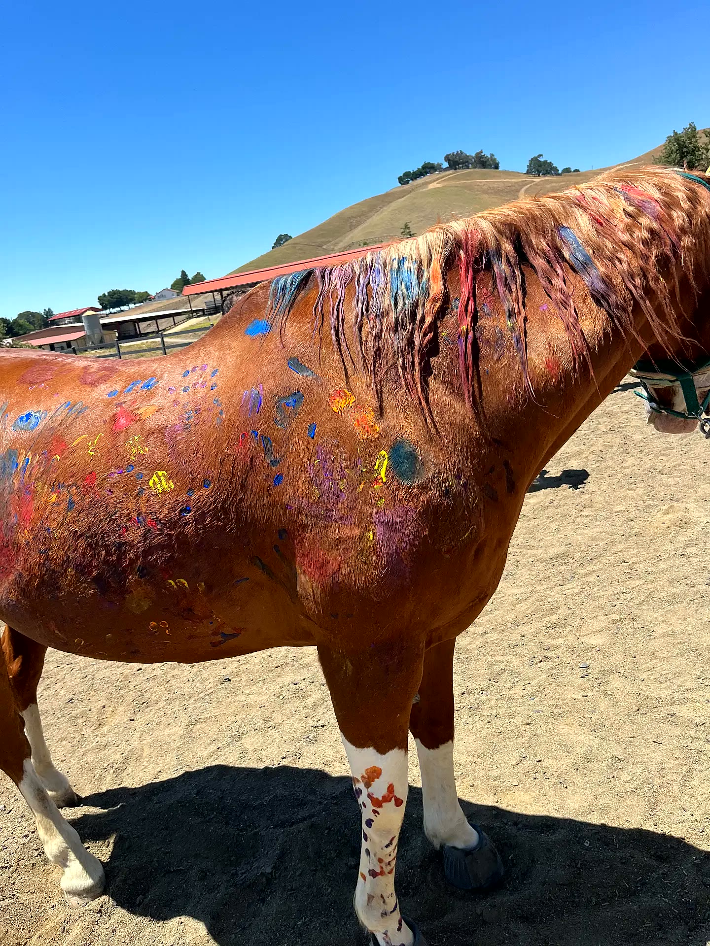 Horse decorated with colorful handprints and paint after camp art day